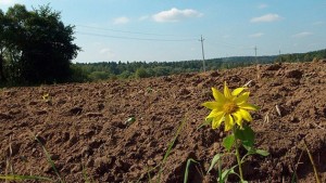 Вступил в силу закон «Об аграрных расписках»