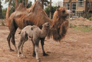 В зоопарке Харькова родился верблюжонок